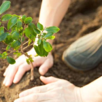 Pentingnya Penanaman Pohon bagi Keseimbangan Ekosistem