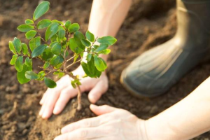 Pentingnya Penanaman Pohon bagi Keseimbangan Ekosistem