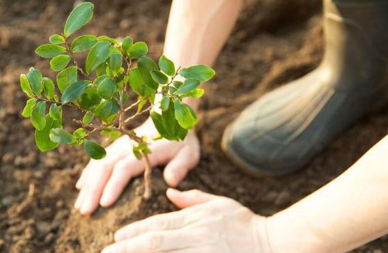 Pentingnya Penanaman Pohon bagi Keseimbangan Ekosistem